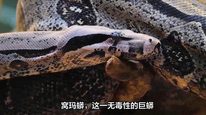 最新蟒蛇捕食现象,多元解读与探索自然奥秘