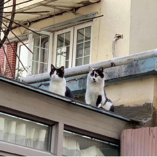 最新奶牛猫萌态亮相,超萌外表让人爱不释手!