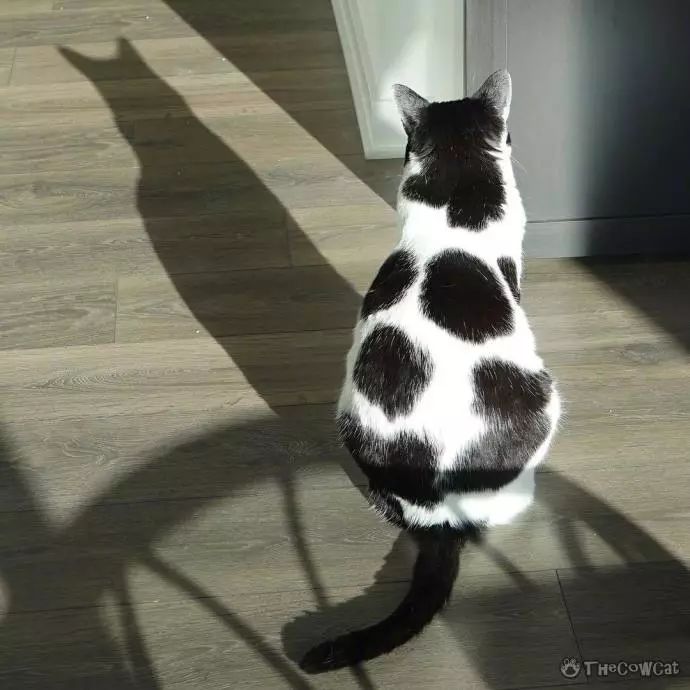 最新奶牛猫萌态亮相,超萌外表让人爱不释手!