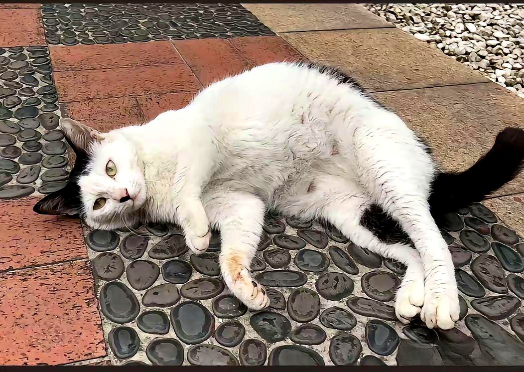 最新奶牛猫萌态亮相,超萌外表让人爱不释手!