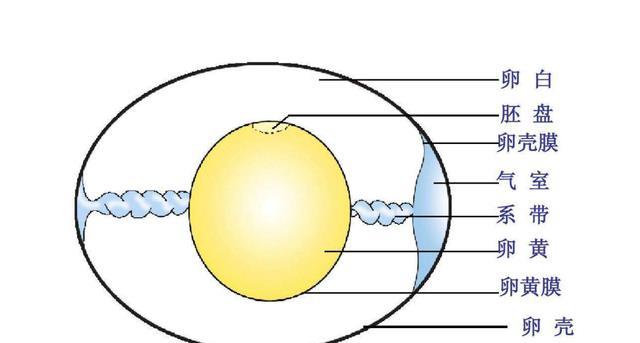 图解卵蛋最新动态,背景、事件与影响全解析
