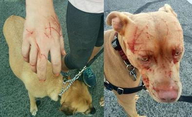 恶犬最新牛仔,宝藏小店的神秘之旅